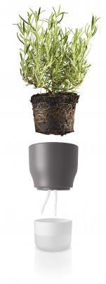 Eva solo - Self watering plant 11cm